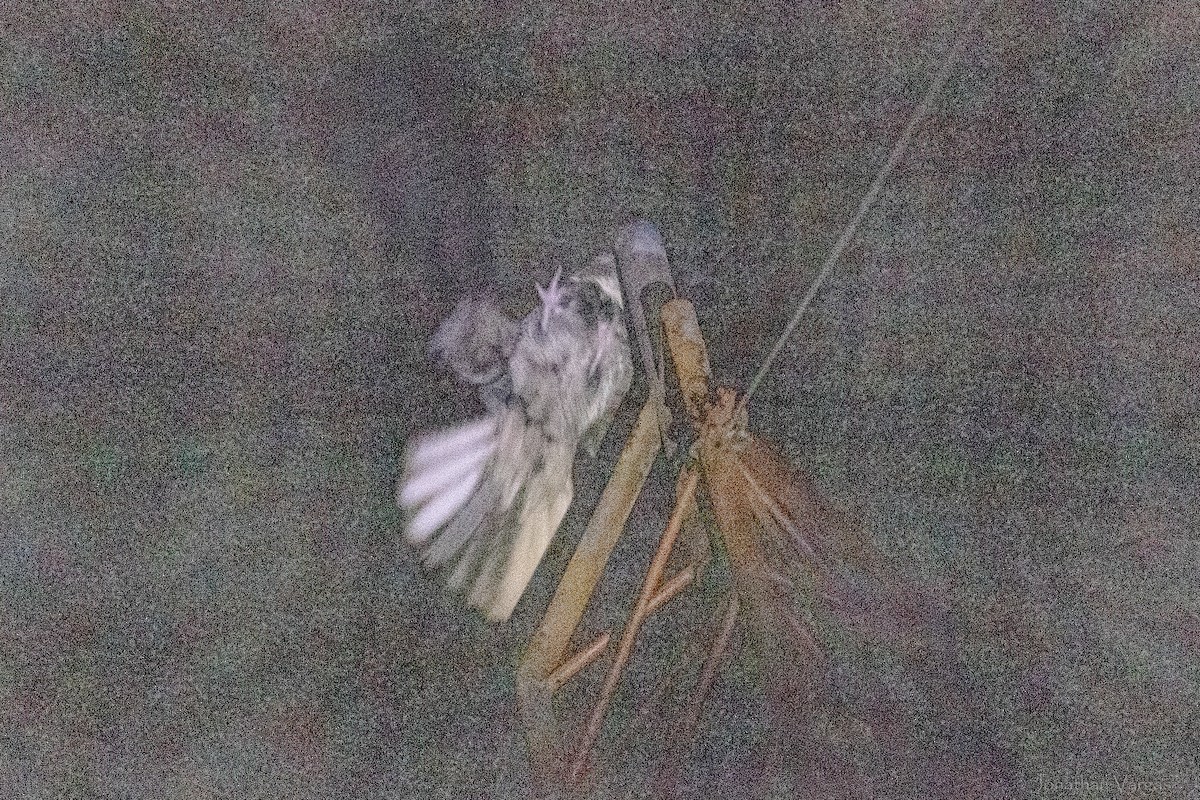 Chuck-will's-widow - ML645344315