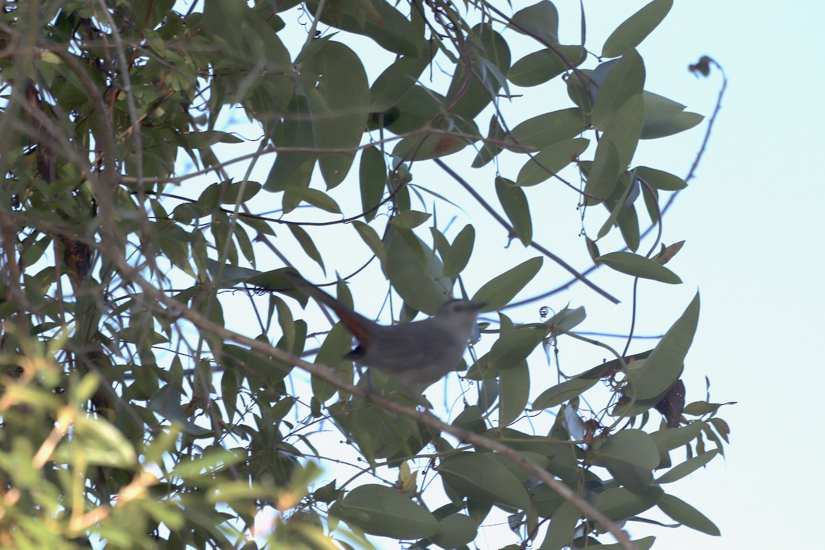 Gray Catbird - ML645344318