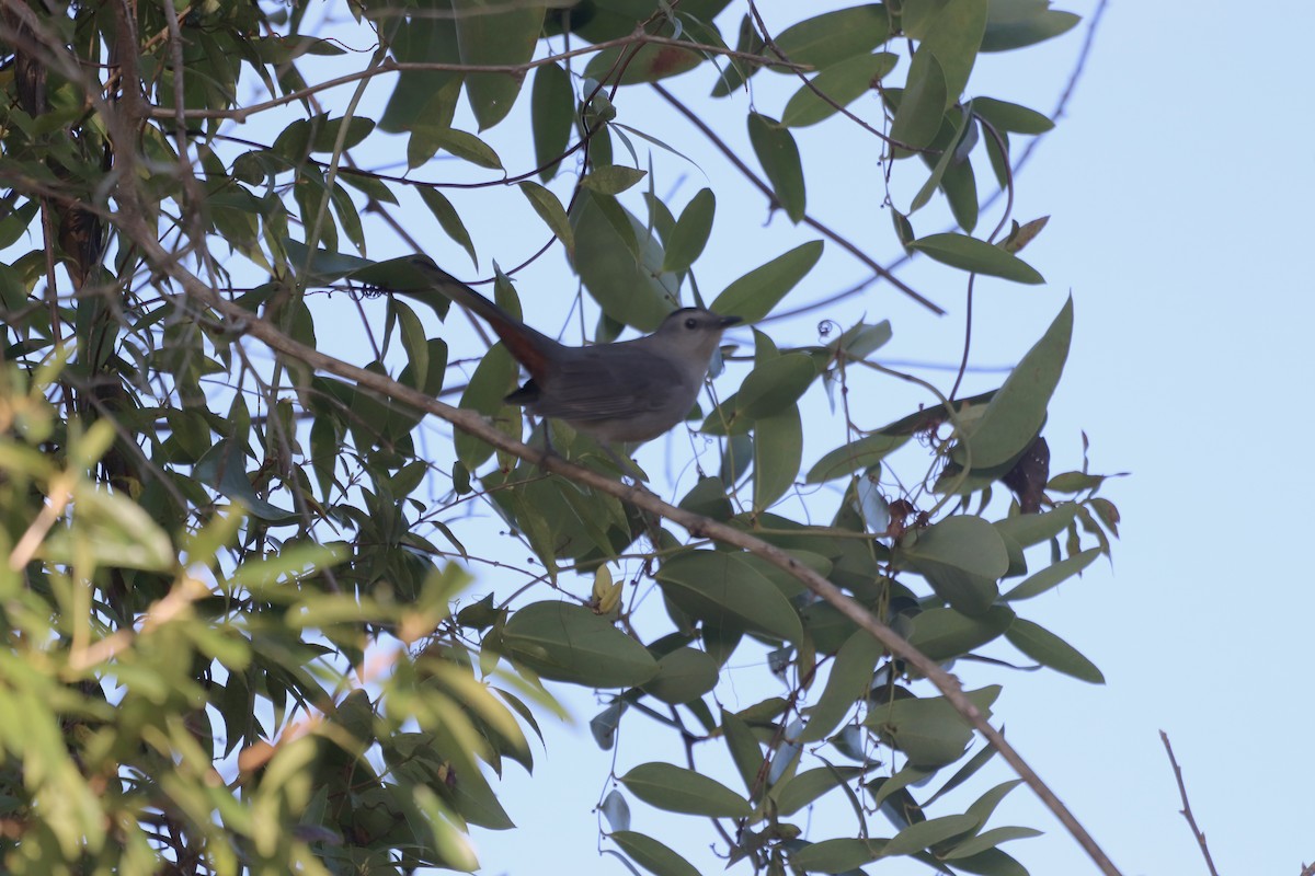 Gray Catbird - ML645344319