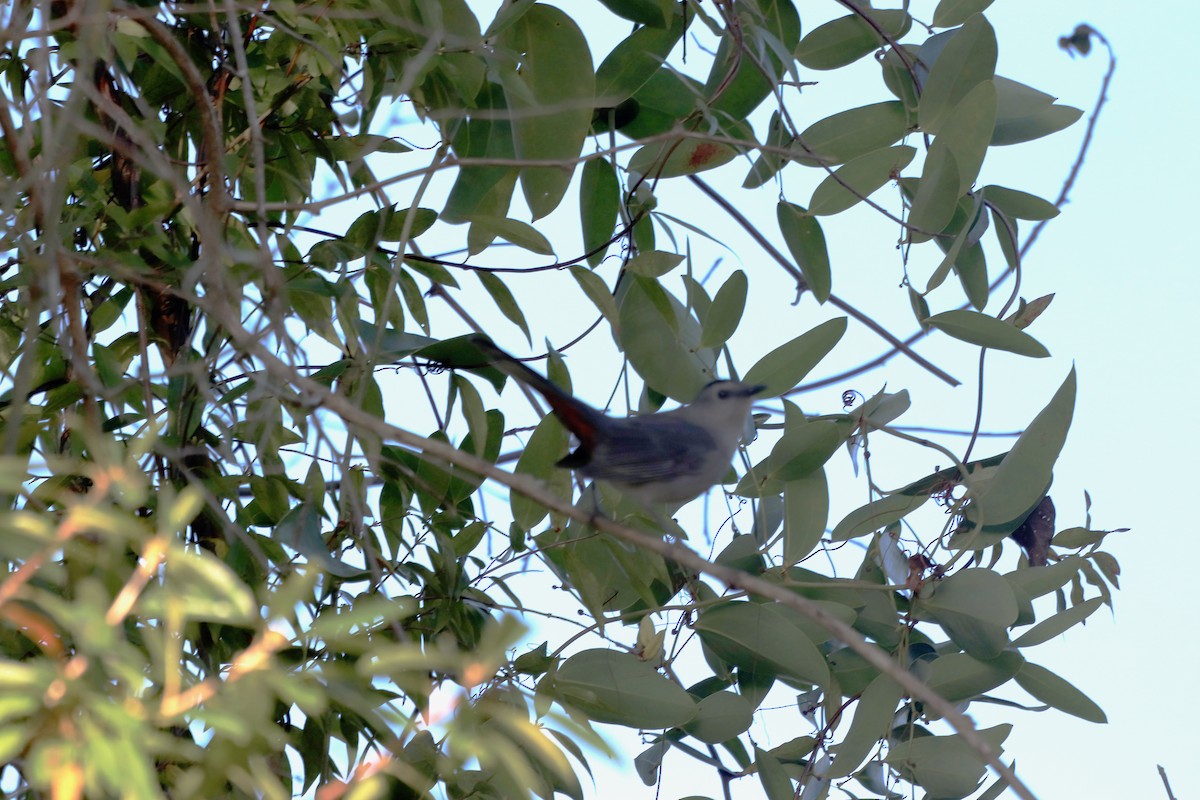 Gray Catbird - ML645344320