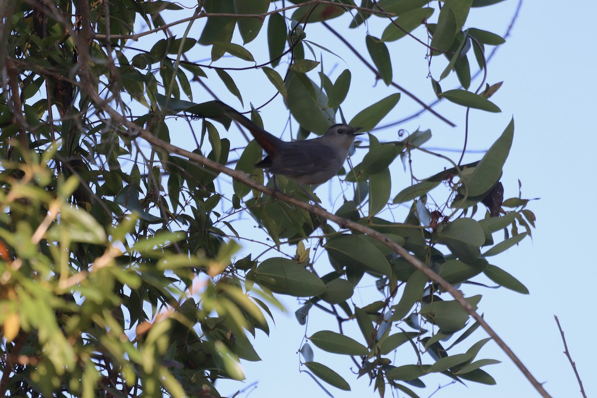 Gray Catbird - ML645344321