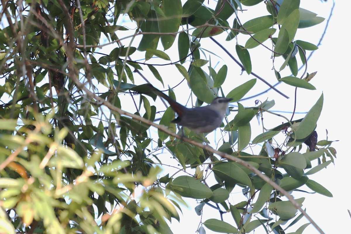 Gray Catbird - ML645344322