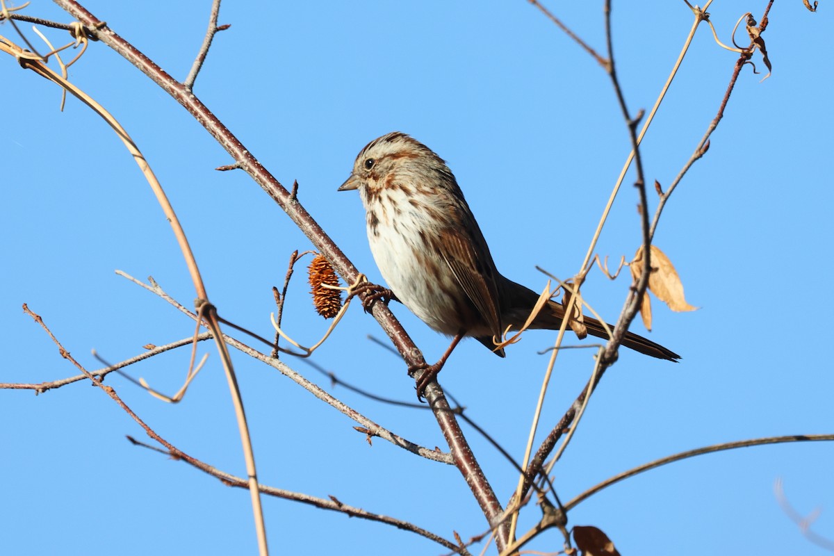 Song Sparrow - ML645344323