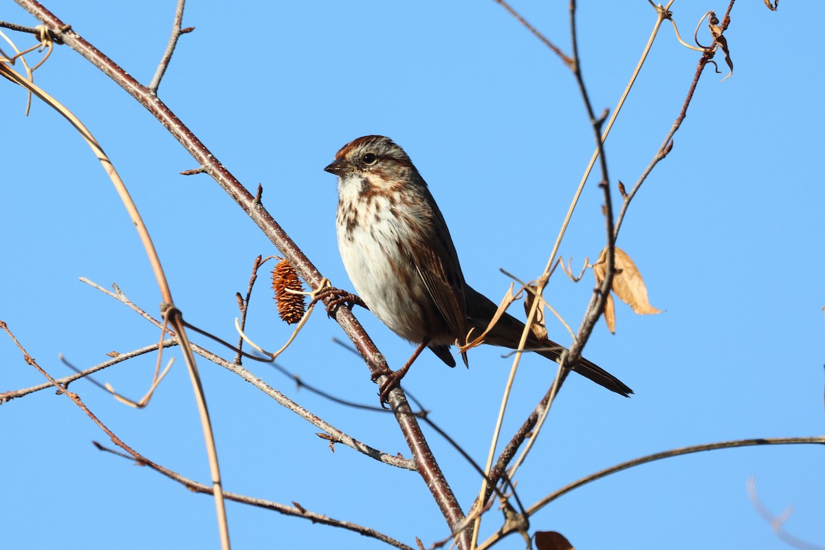 Song Sparrow - ML645344324