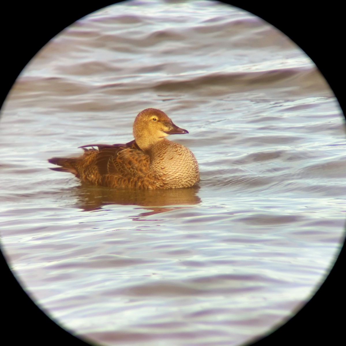 kajka královská - ML645344330