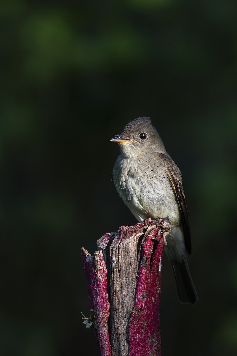 Восточный пиви - ML645344331