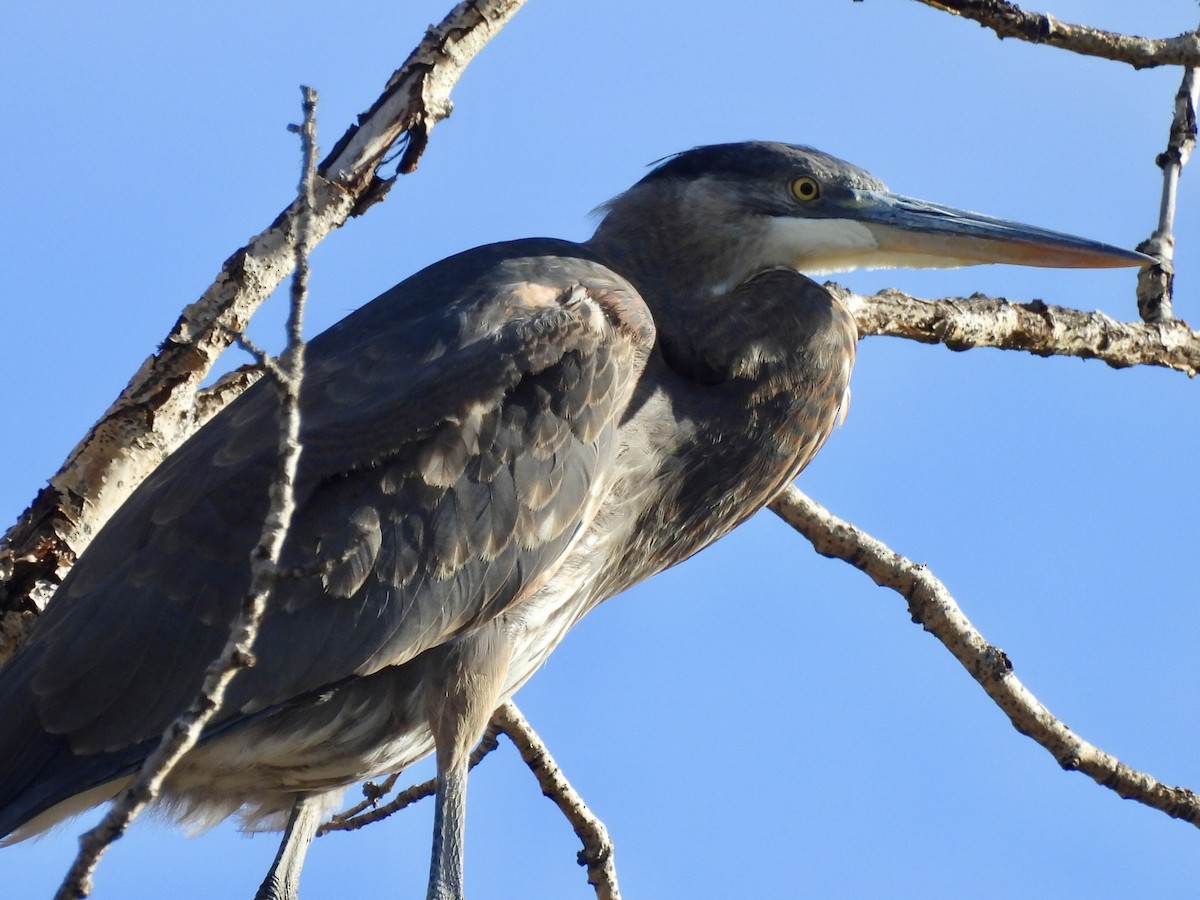 Great Blue Heron - ML645344338