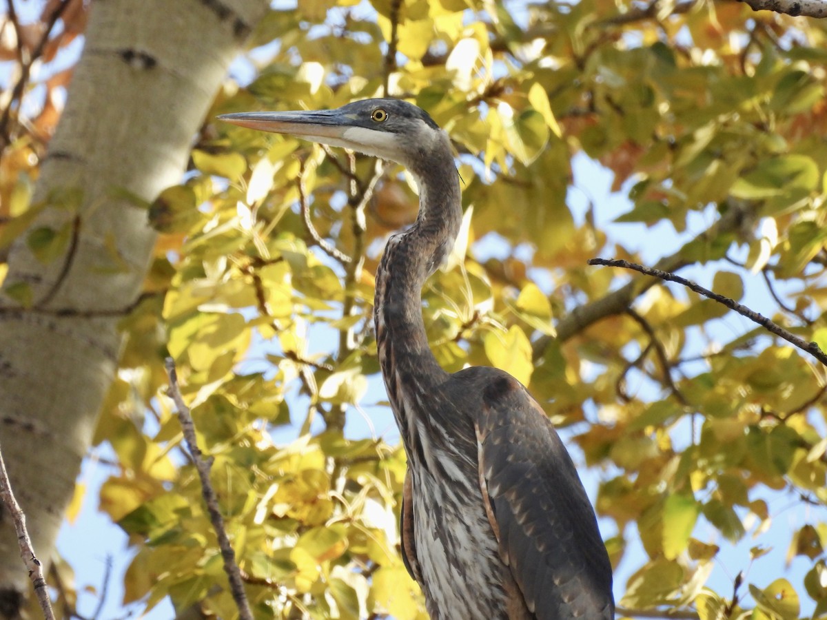 Great Blue Heron - ML645344339