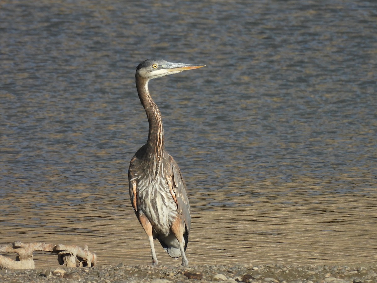 Great Blue Heron - ML645344340