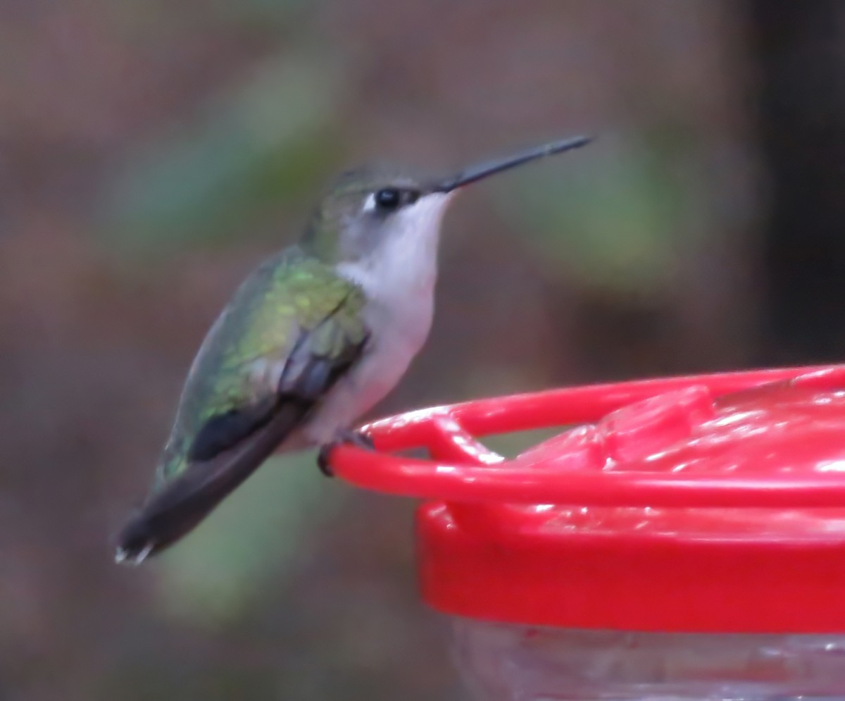 Ruby-throated Hummingbird - ML645344347
