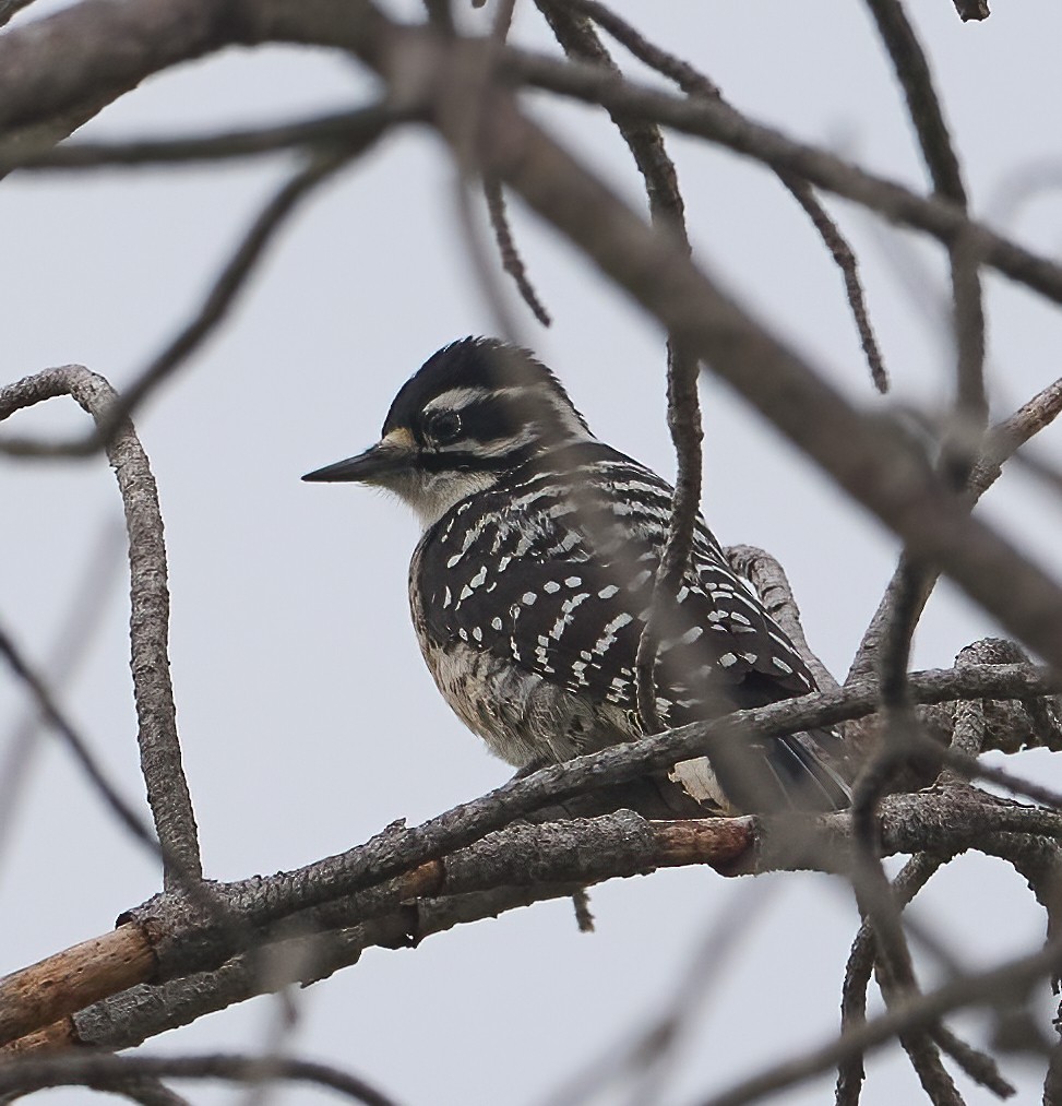 Nuttall's Woodpecker - ML645344351