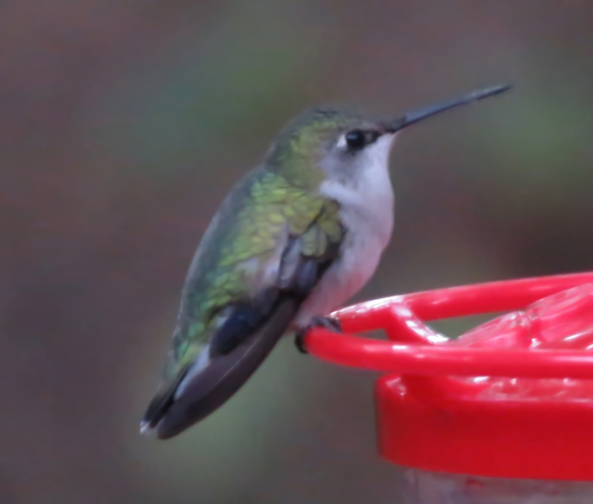 Ruby-throated Hummingbird - ML645344354