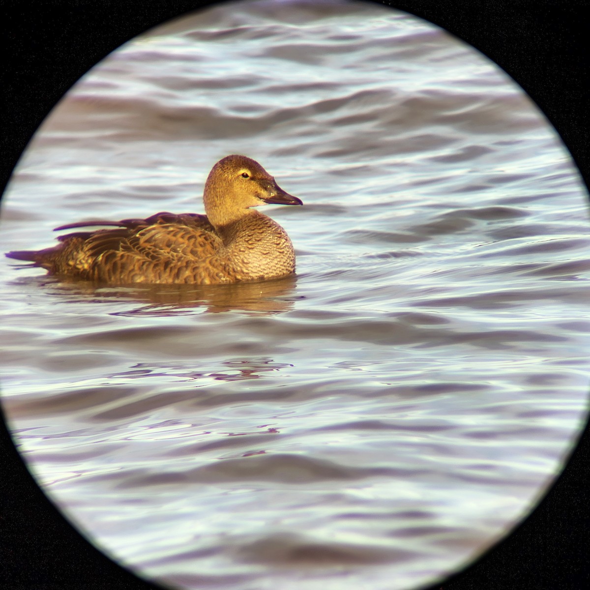 kajka královská - ML645344356