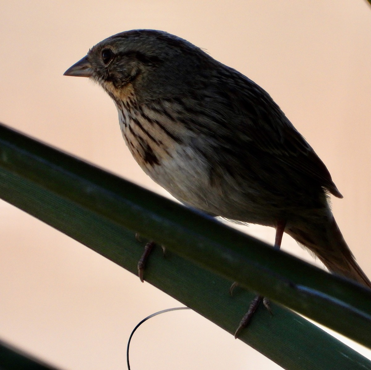 Lincoln's Sparrow - ML645344364