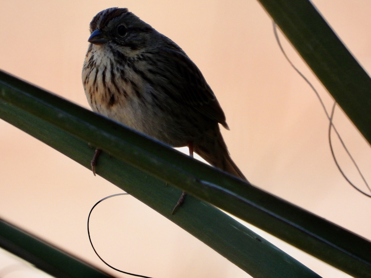 Lincoln's Sparrow - ML645344367
