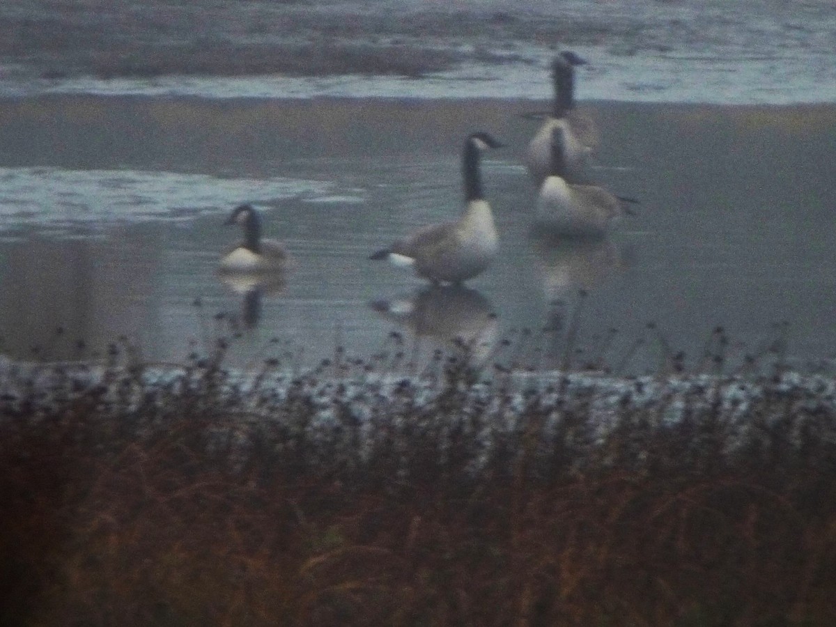 Canada Goose - ML645344371