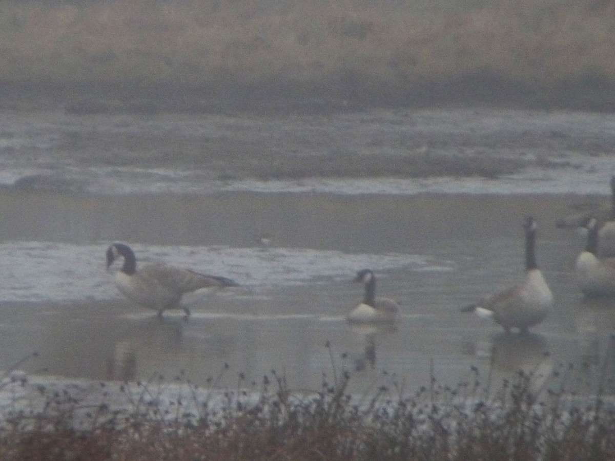 Canada Goose - ML645344375