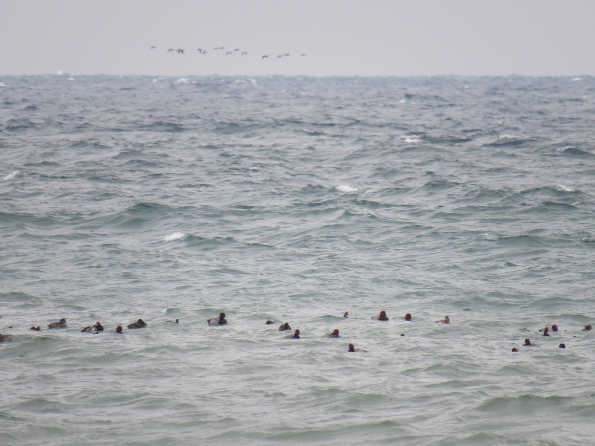 Redhead - ML645344376