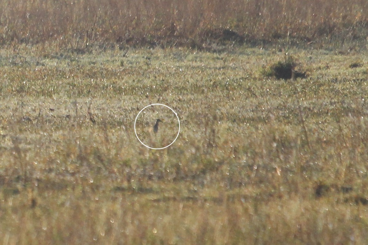 Pectoral Sandpiper - ML645344406