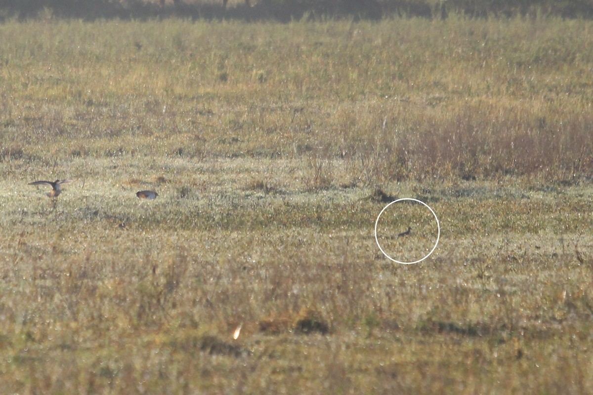 Pectoral Sandpiper - ML645344407