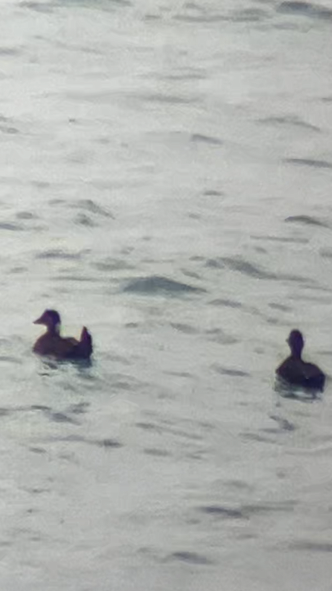 Surf Scoter - ML645344409