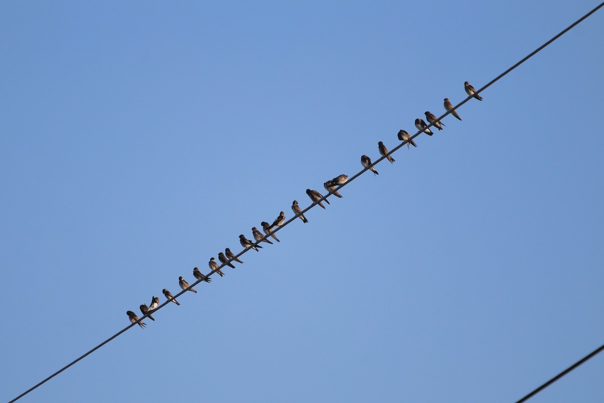 Northern Rough-winged Swallow - ML645344412