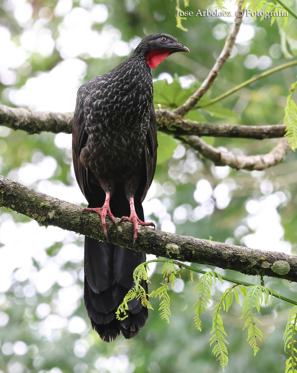 Pénélope du Cauca - ML645344413