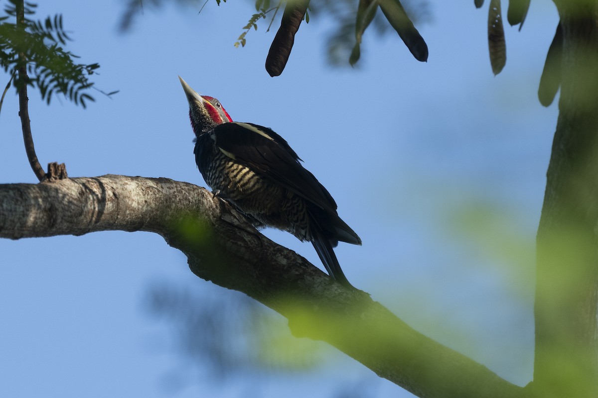 Lineated Woodpecker - ML645344416