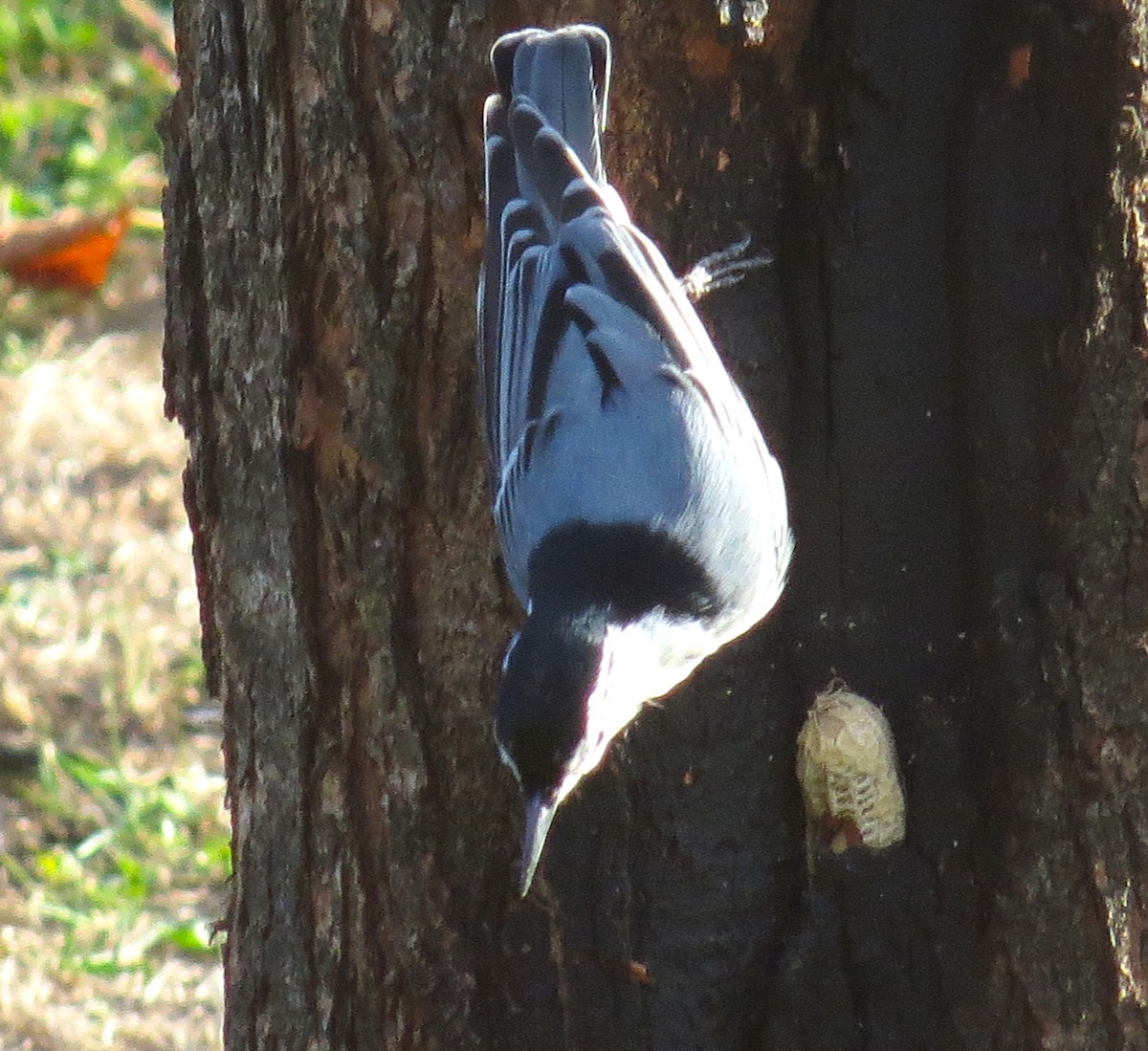 White-breasted Nuthatch - ML645344451