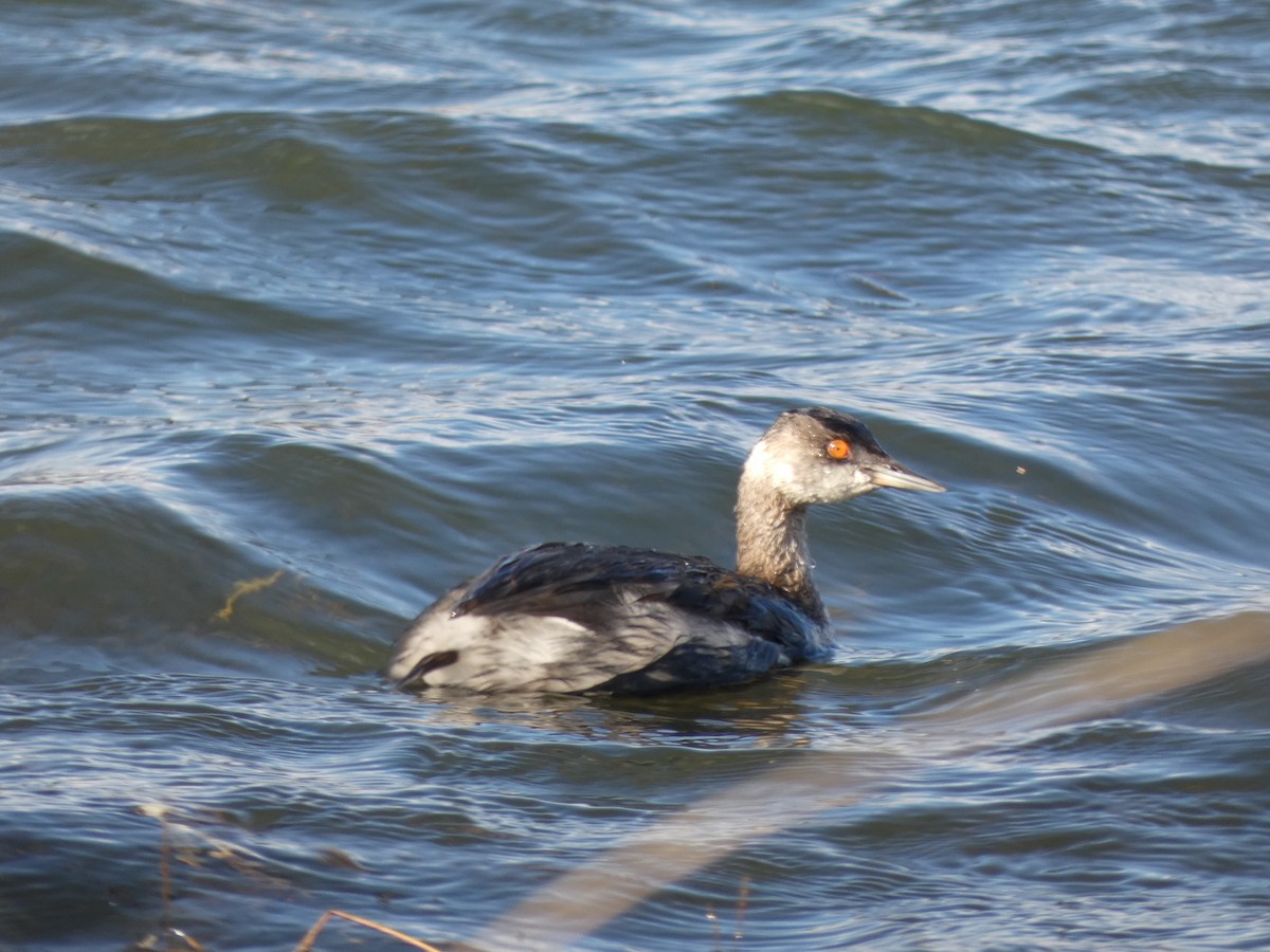 Eared Grebe - ML645344469