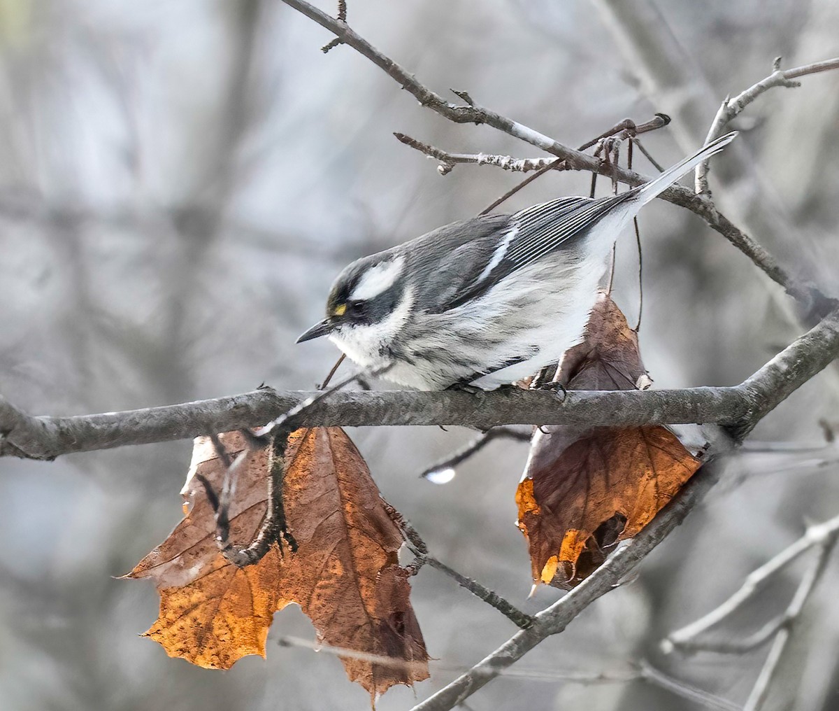 Black-throated Gray Warbler - ML645344517