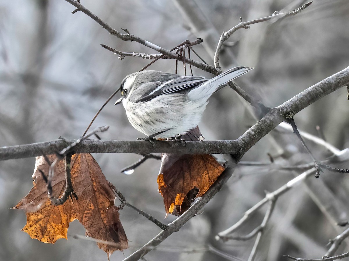 Black-throated Gray Warbler - ML645344524