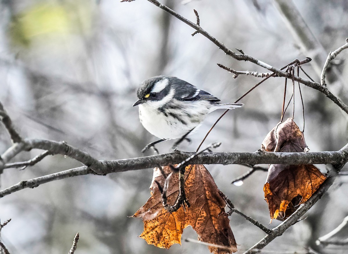Black-throated Gray Warbler - ML645344527