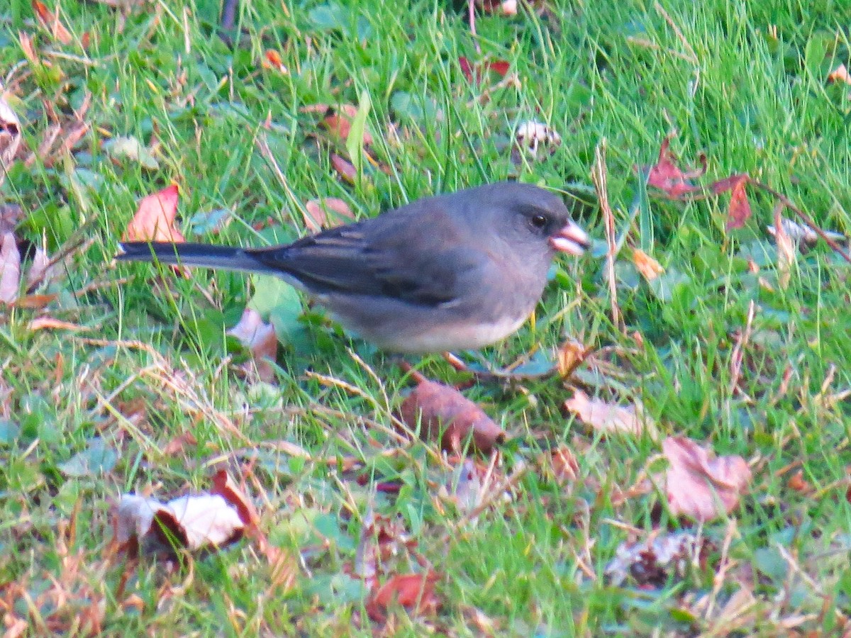 Dark-eyed Junco - ML645344532