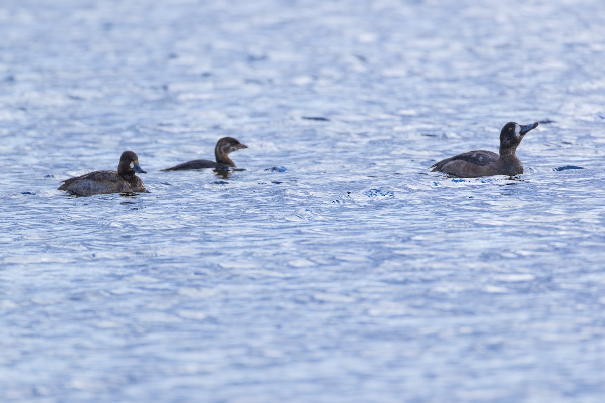 スズガモ - ML645344540