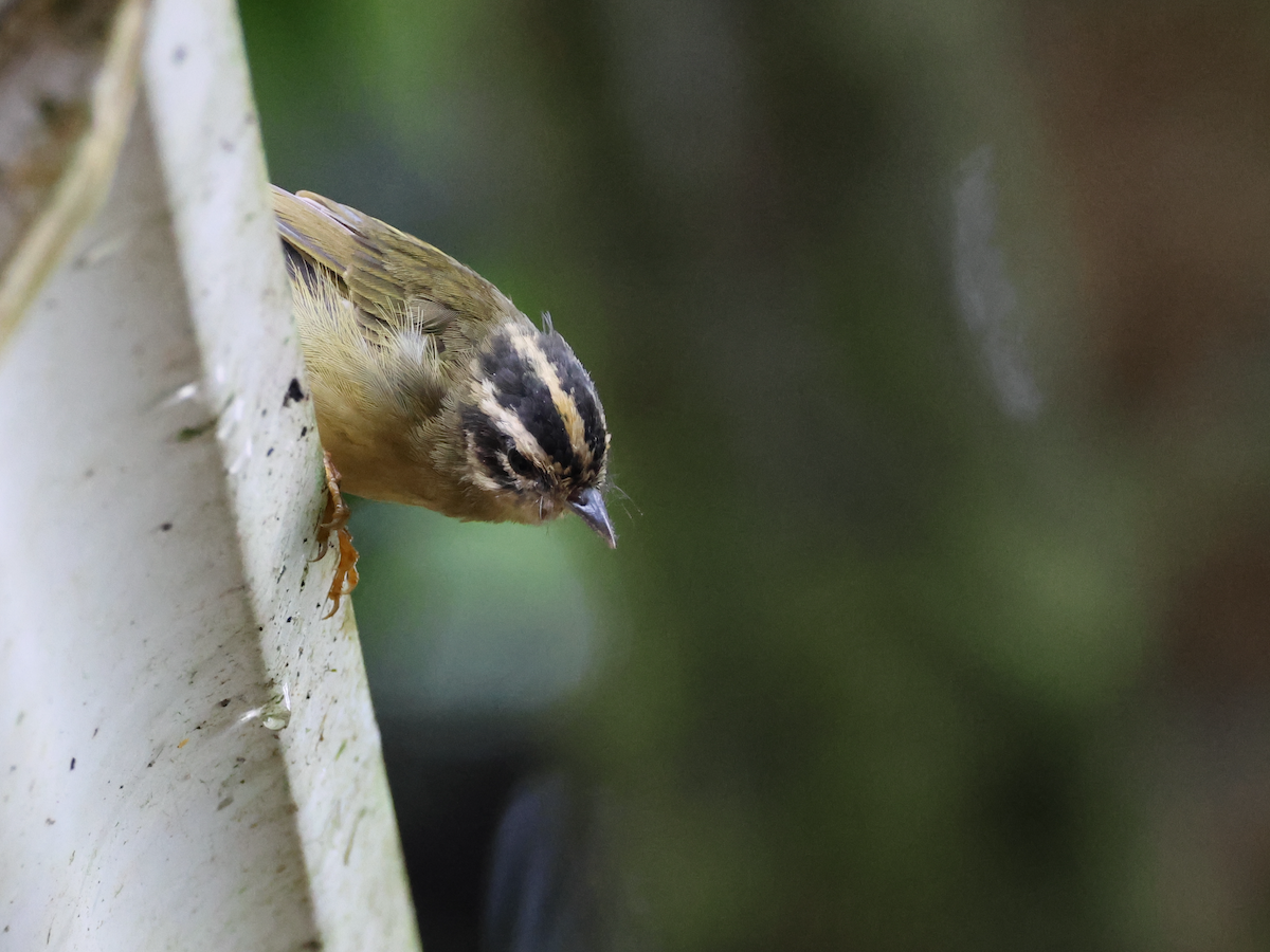 Three-striped Warbler - ML645344546