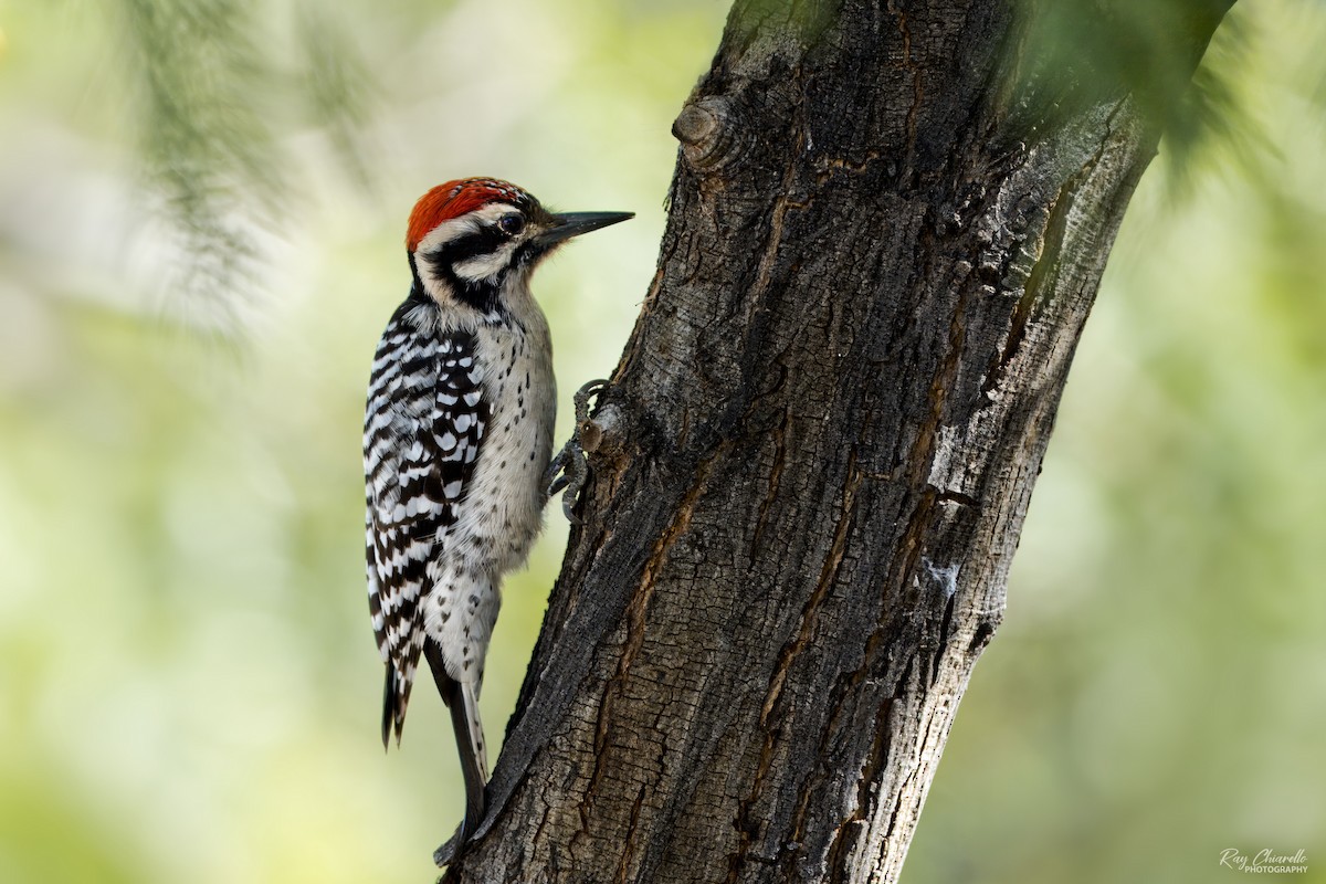 Ladder-backed Woodpecker - ML645344548