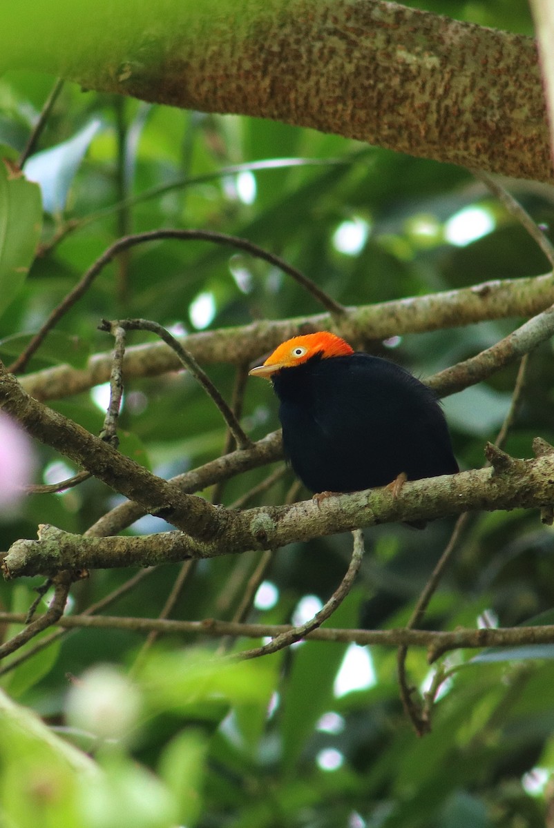 Golden-headed Manakin - ML645344554