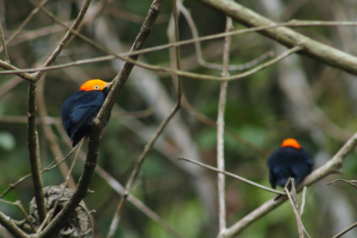 Golden-headed Manakin - ML645344555