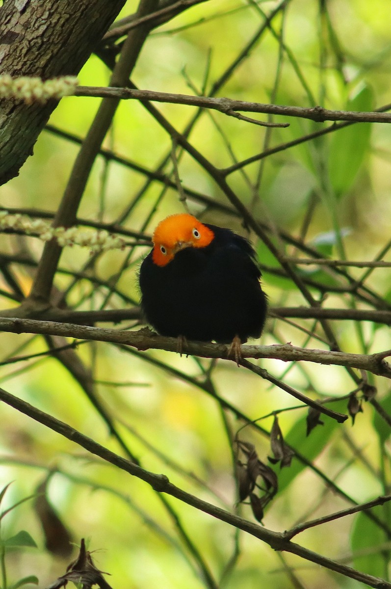 Golden-headed Manakin - ML645344556