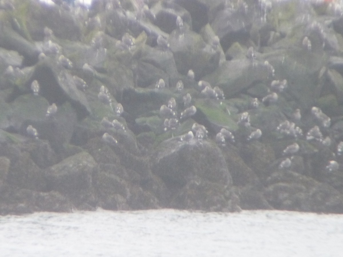 Heermann's Gull - ML645344563