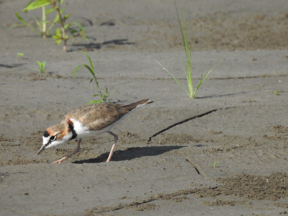 Collared Plover - ML645344579