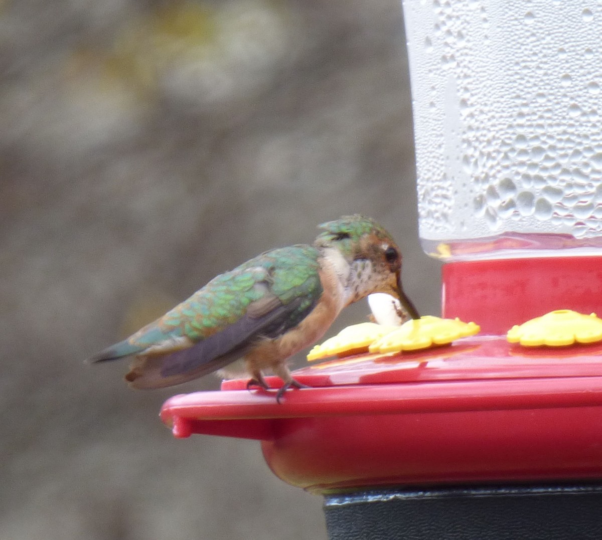 Rufous Hummingbird - ML645344581