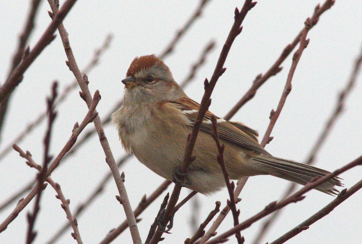 American Tree Sparrow - ML645344584