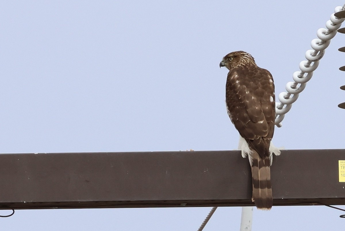 Cooper's Hawk - ML645344585