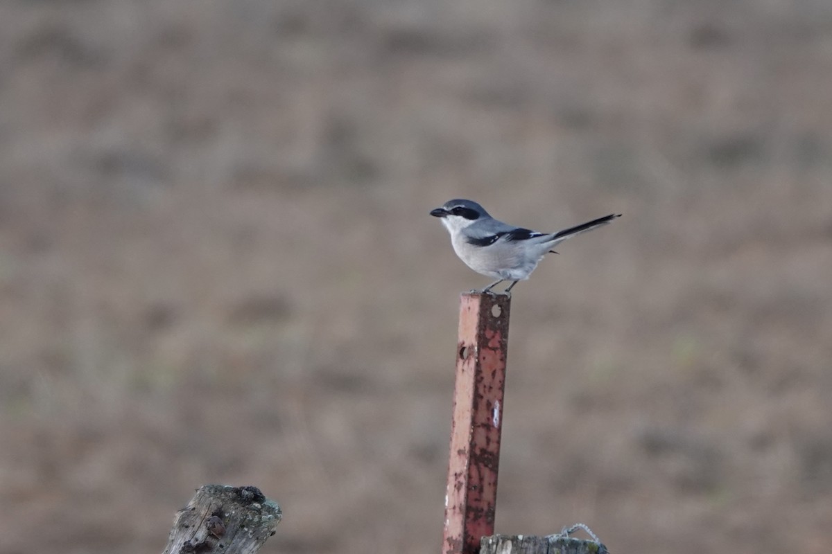 Iberian Gray Shrike - ML645344604