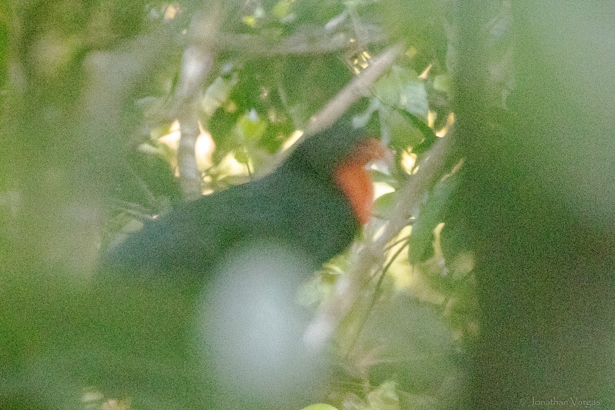 Highland Guan - ML645344609