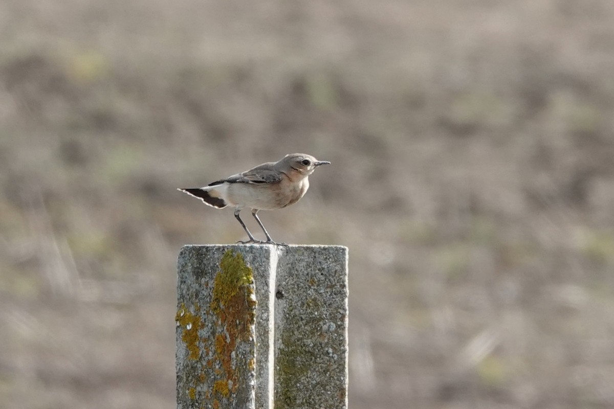 Northern Wheatear - ML645344622