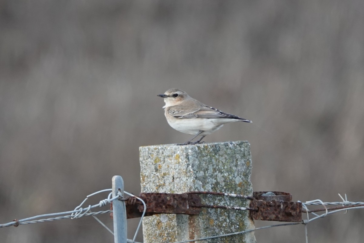 Northern Wheatear - ML645344623