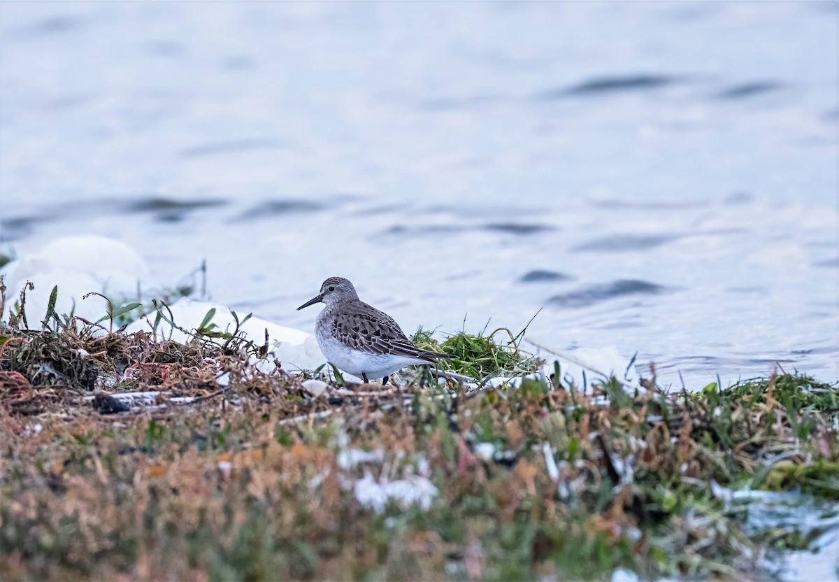 White-rumped Sandpiper - ML645344634